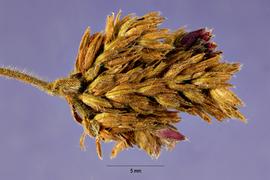   Infructescence:   Verbena bonariensis ; Photo by J. Hernandez, USDA-NRCS Plants Database
